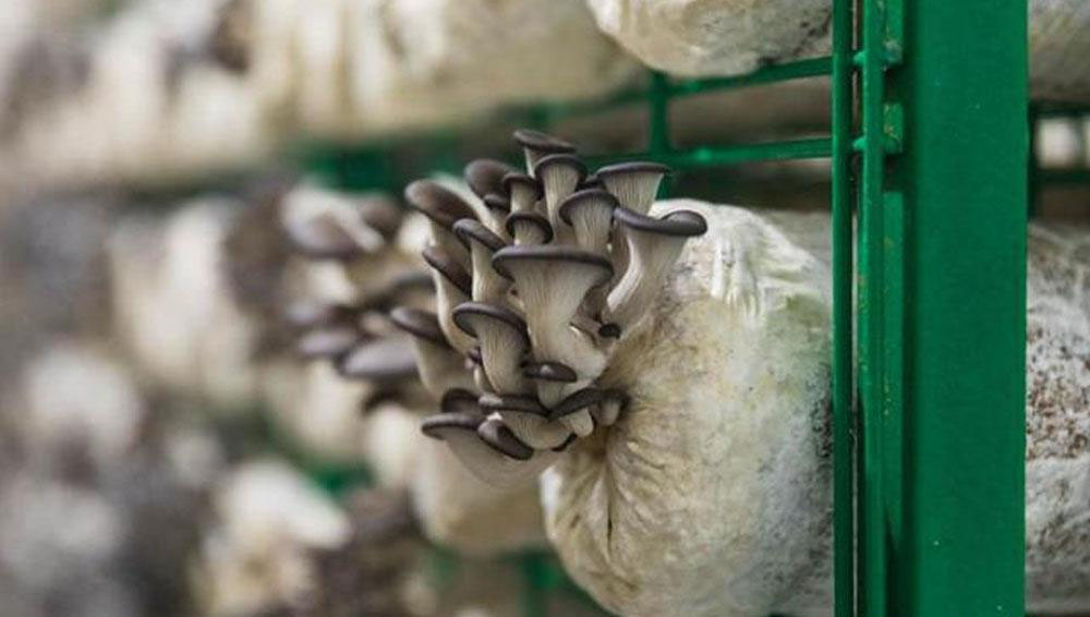 1636012117675835.jpg 0-2.jpg